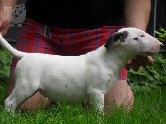 BULL TERRIER